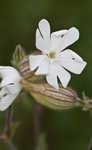 Bladder campion